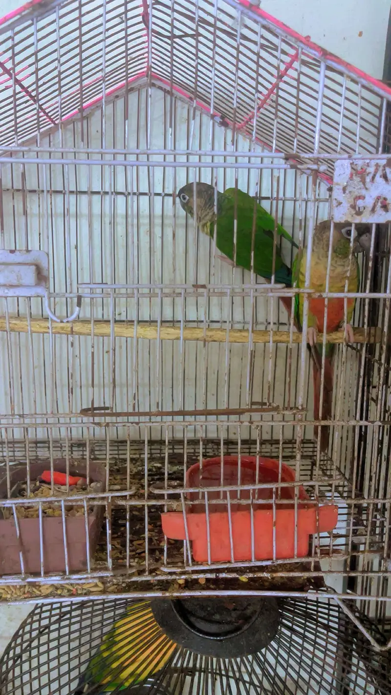 Conure parrot with cage age 2.5years plus ha — photo 3