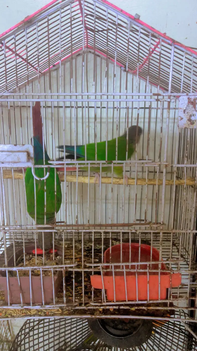 Conure parrot with cage age 2.5years plus ha — photo 4