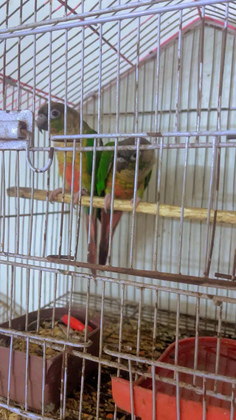 Conure parrot with cage age 2.5years plus ha — photo 5