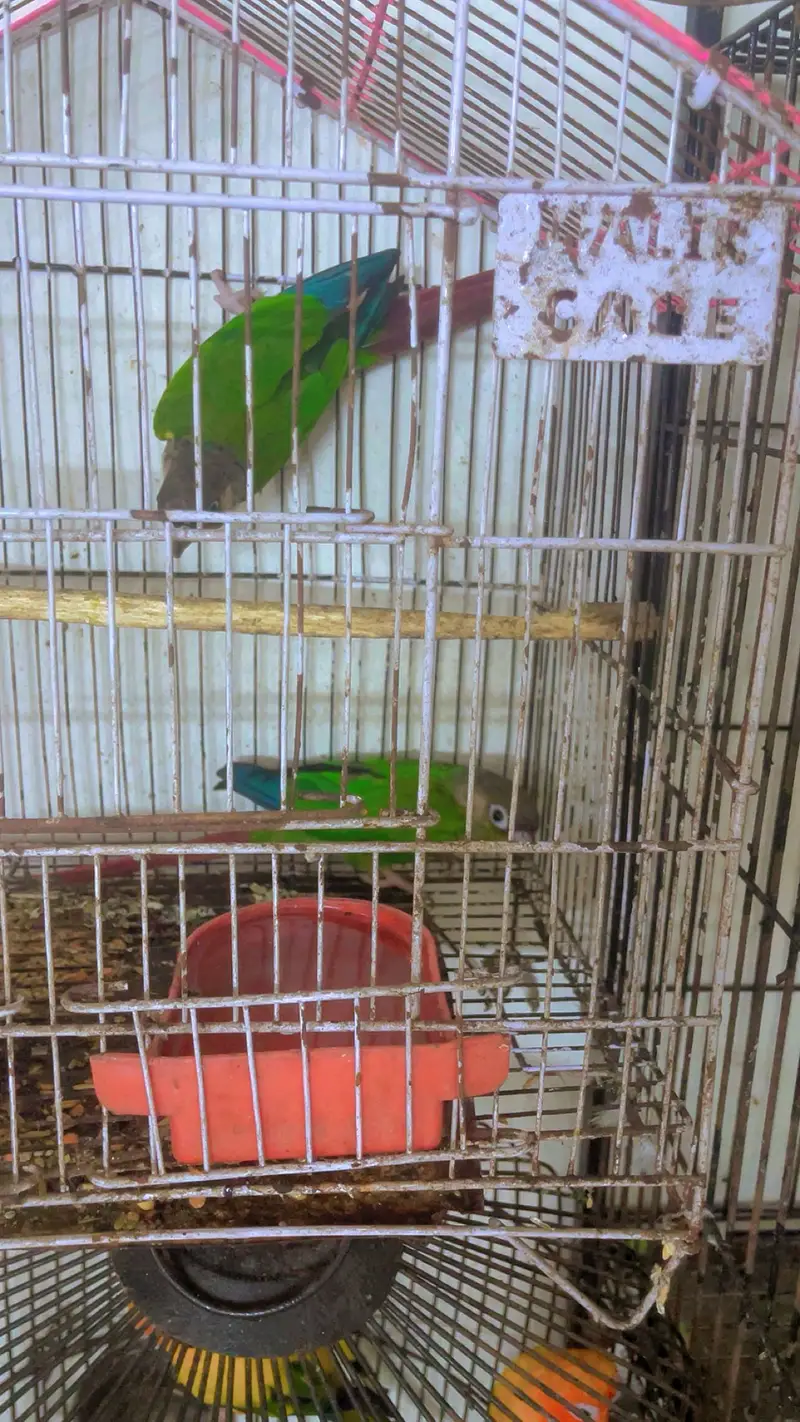Conure parrot with cage age 2.5years plus ha — photo 6