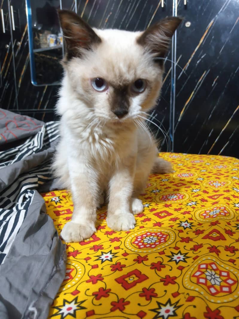 undefined 2