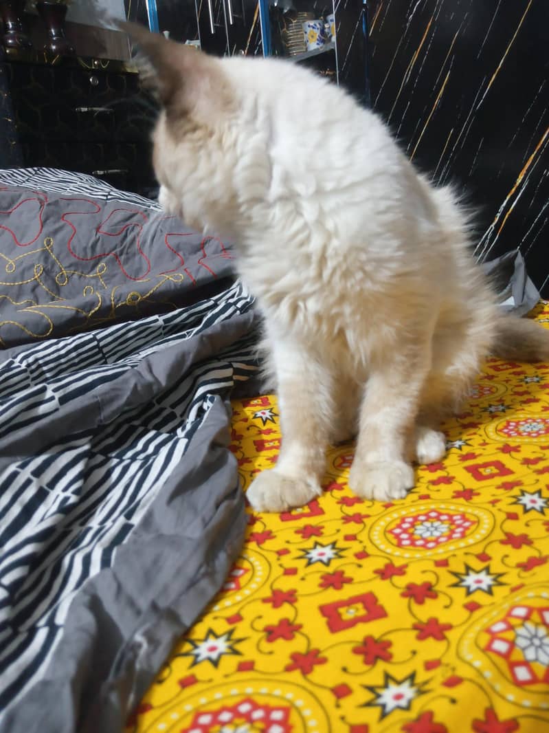 undefined 4