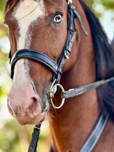 Neza Baz Horse for Sale