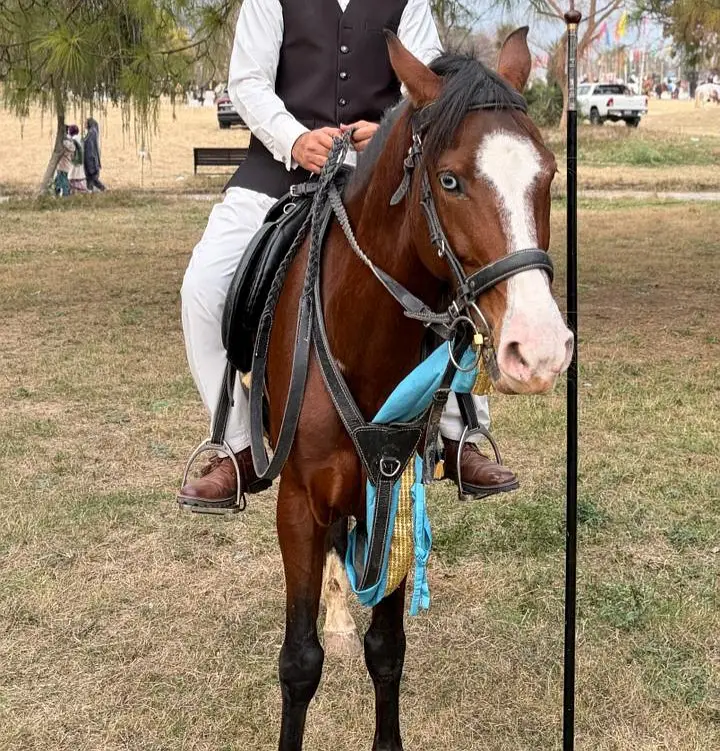 Neza Baz Horse for Sale — photo 3