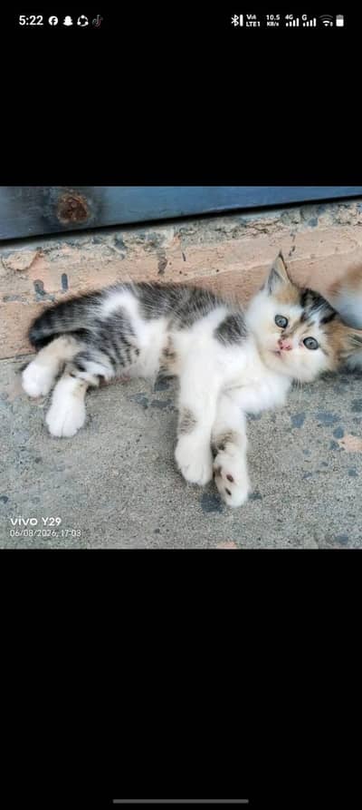 Person kitty’s