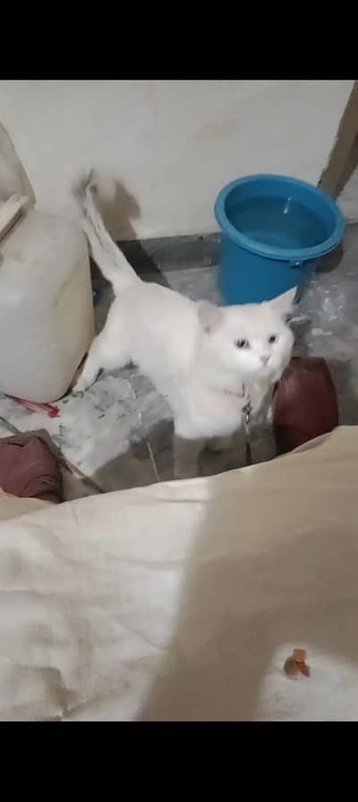 argent sale cat