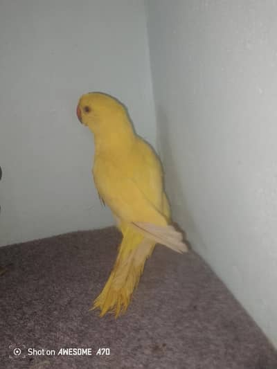 yellow ringneck