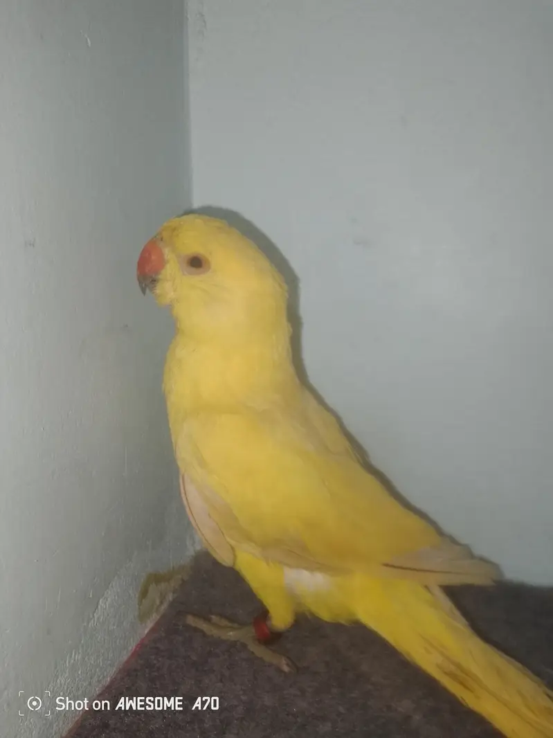 yellow ringneck — photo 2
