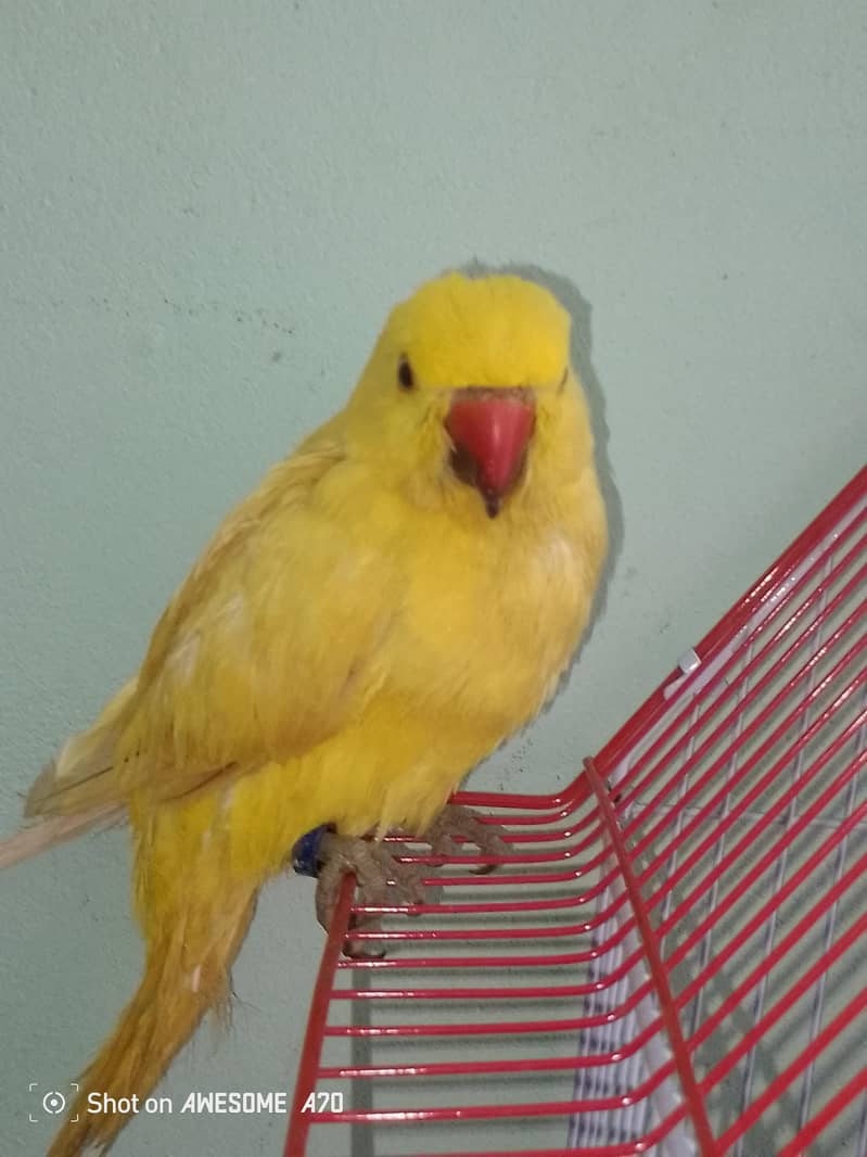 yellow ringneck 2