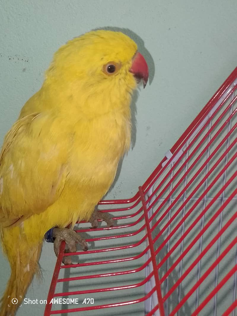 yellow ringneck 4