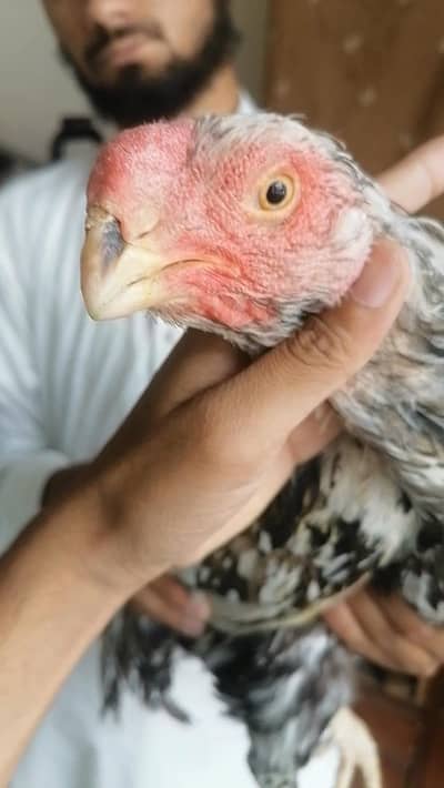 Indian parrot beak and German o shamo