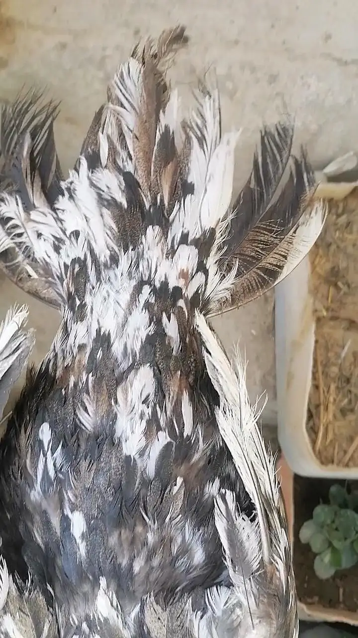 Indian parrot beak and German o shamo — photo 3