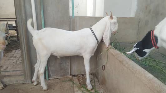 taza taza 2 dant huwa ha full active & healthy Bakra vip hight