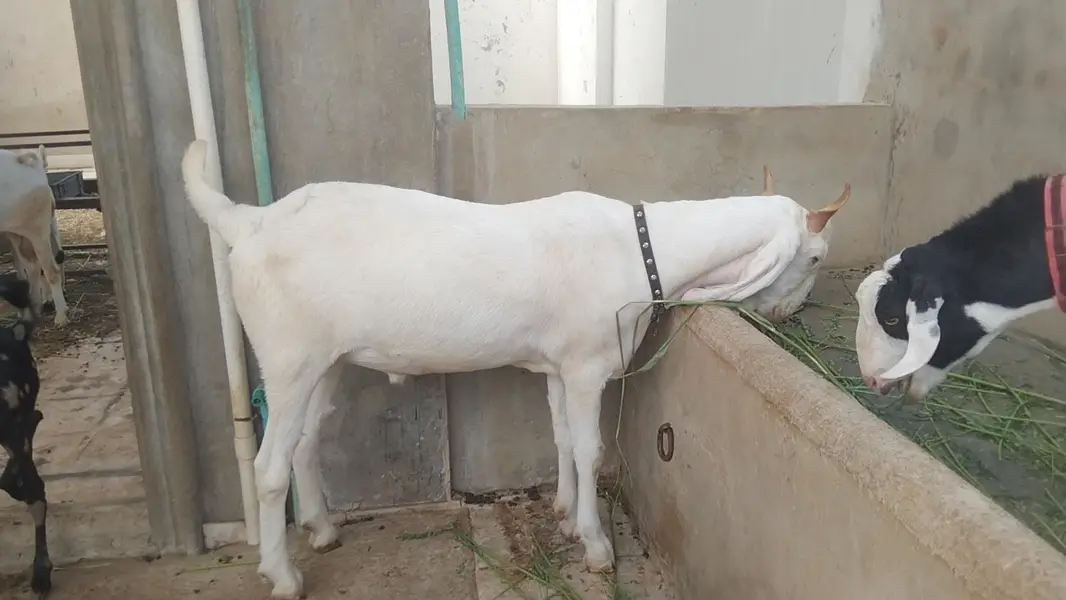 taza taza 2 dant huwa ha full active & healthy Bakra vip hight — photo 2