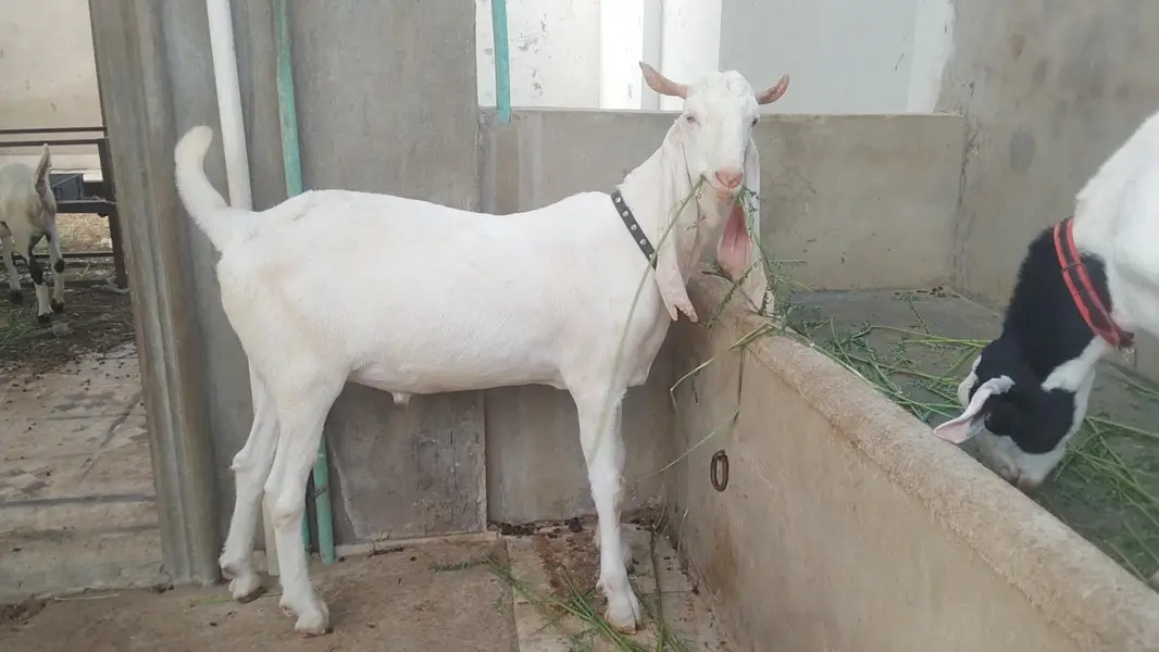 taza taza 2 dant huwa ha full active & healthy Bakra vip hight — photo 3