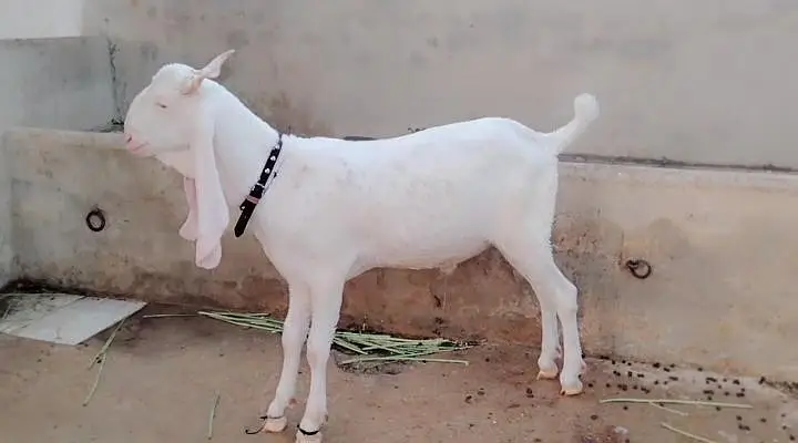 taza taza 2 dant huwa ha full active & healthy Bakra vip hight — photo 4