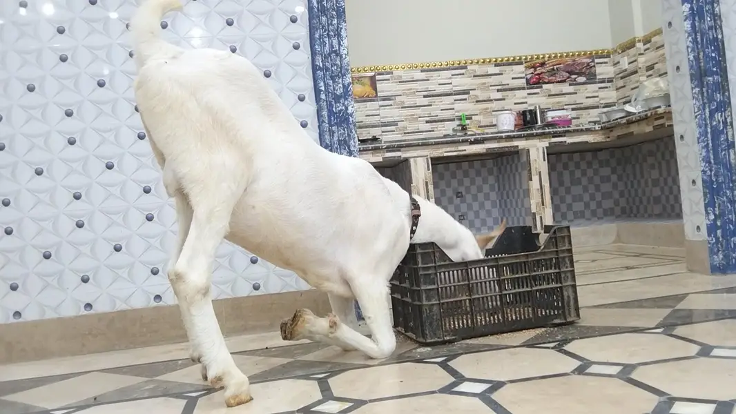 taza taza 2 dant huwa ha full active & healthy Bakra vip hight — photo 5