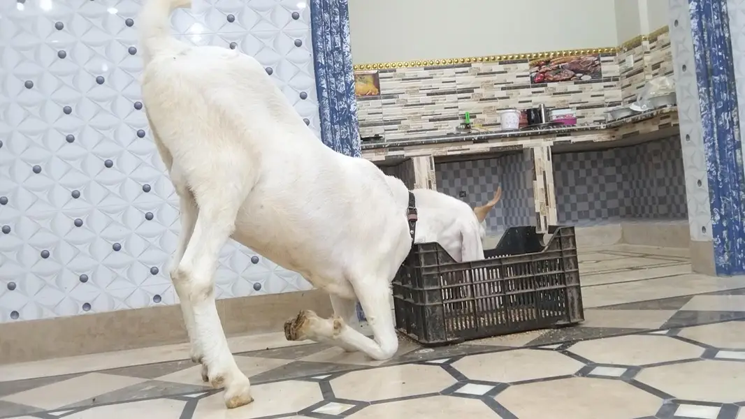 taza taza 2 dant huwa ha full active & healthy Bakra vip hight — photo 6