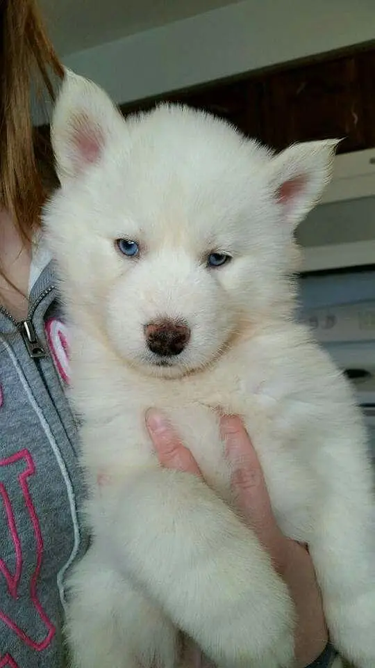 100% pure Snow White Husky puppy available — photo 2