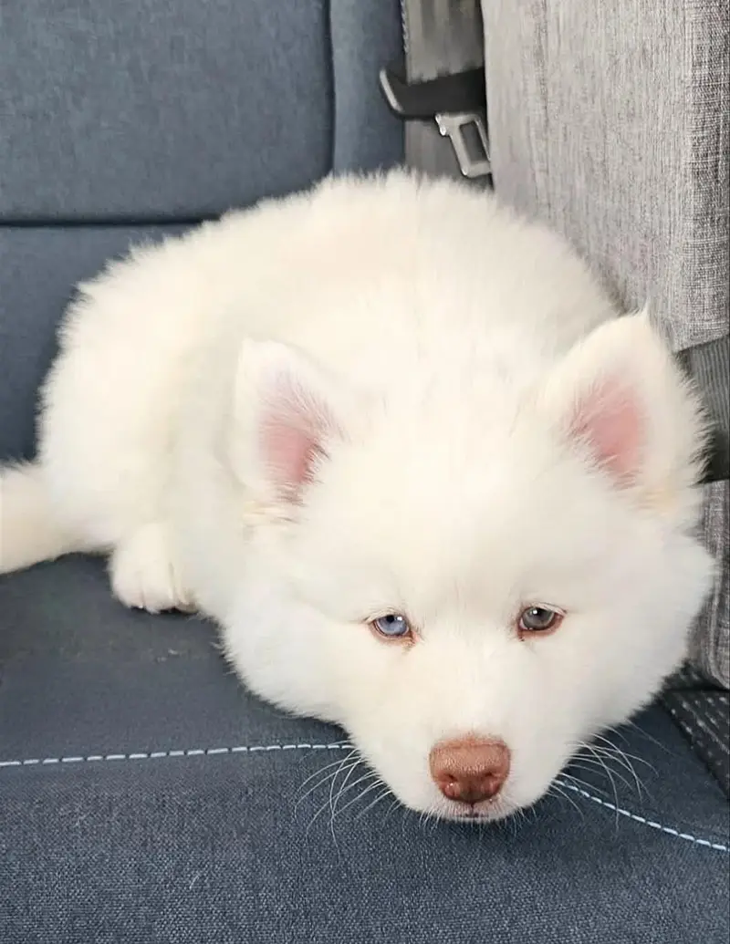 100% pure Snow White Husky puppy available — photo 3