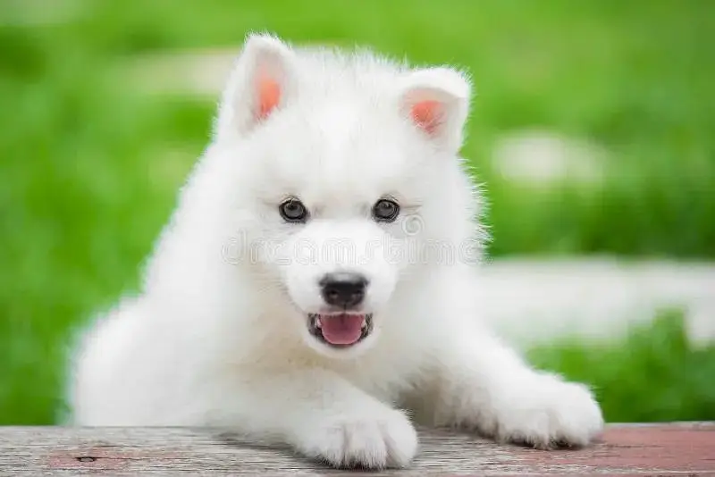 100% pure Snow White Husky puppy available — photo 4