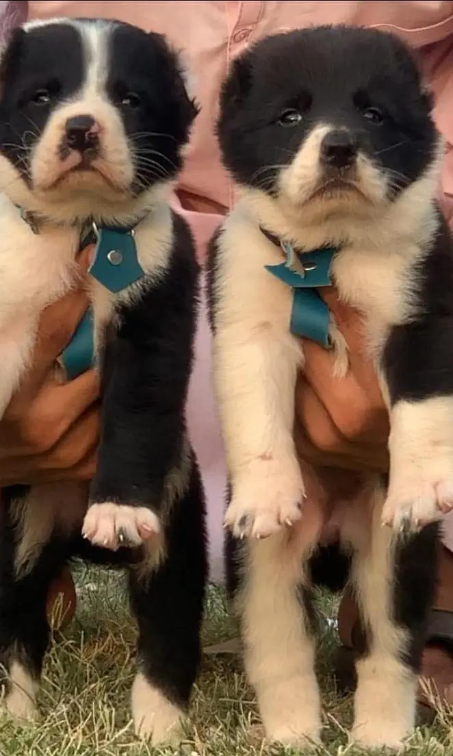 Alabai security dog male and female age 2 month for sale