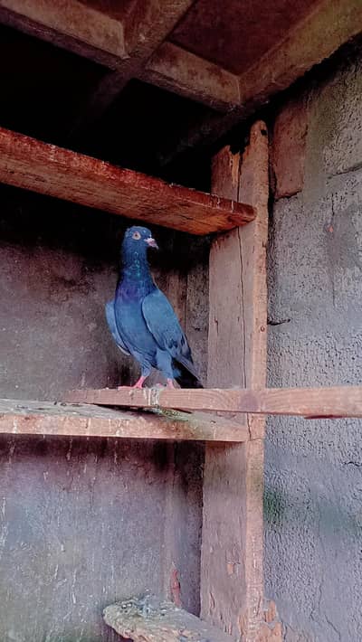 Tadey neelay Kamagar  pigeons for sale .