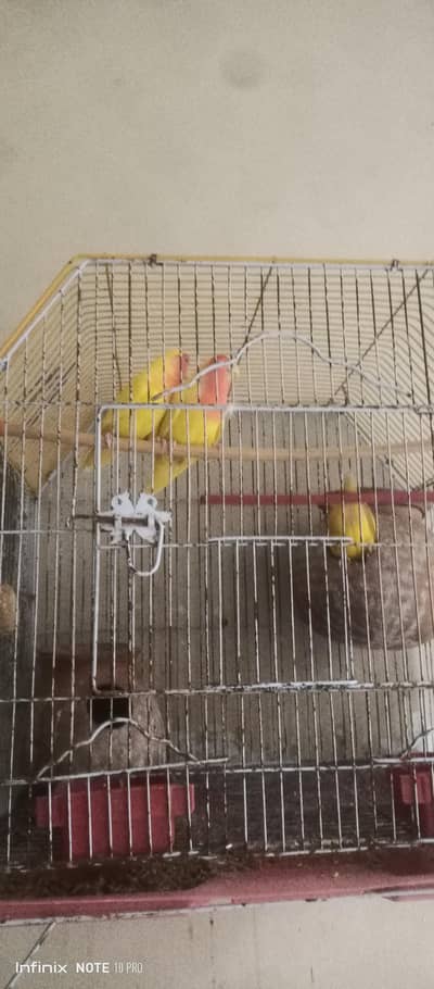 ready to breed 1 pies and 1 pairr with cage