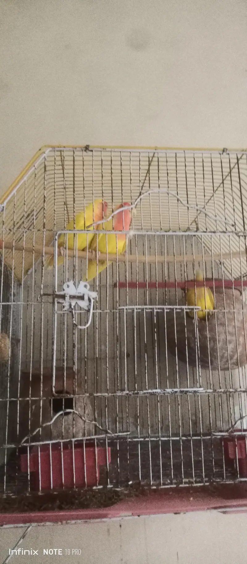 ready to breed 1 pies and 1 pairr with cage