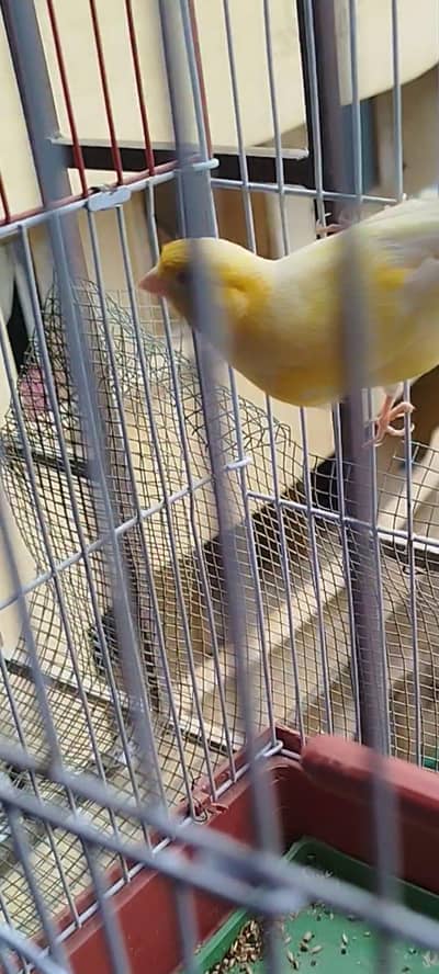 yellow canary male