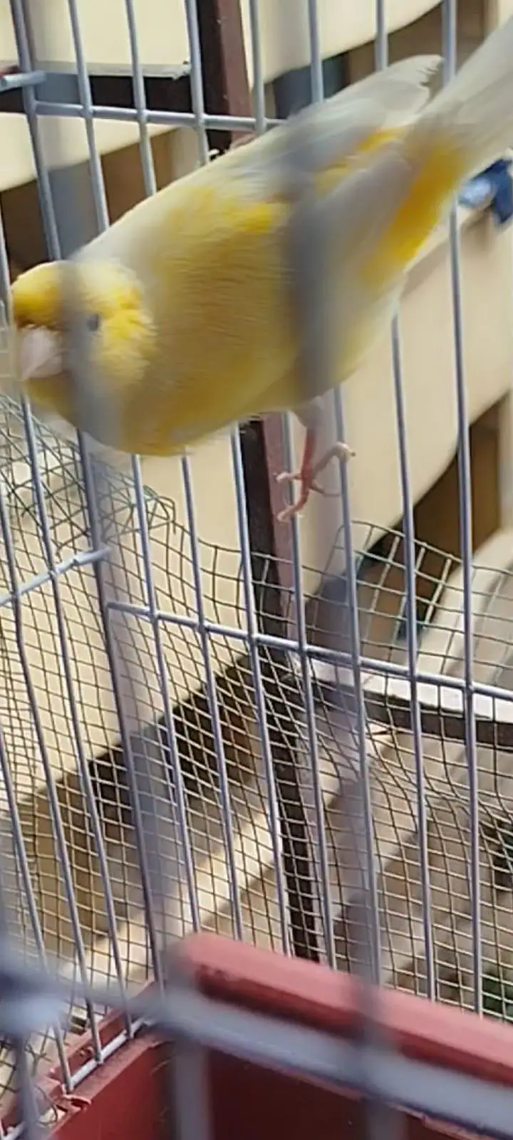 yellow canary male — photo 2