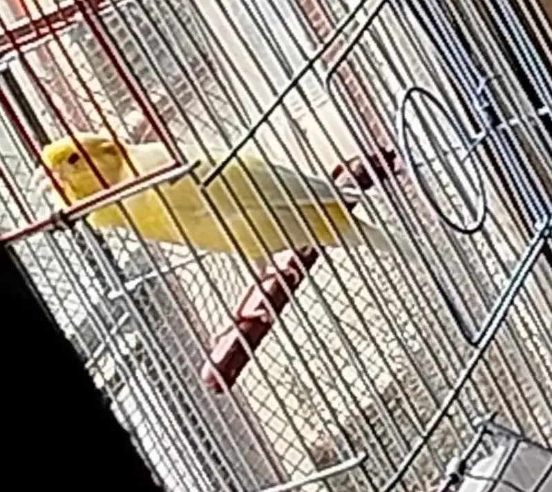 yellow canary male — photo 3