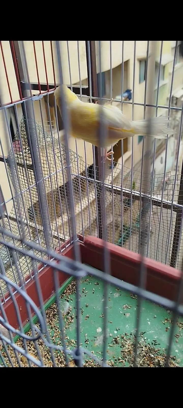 yellow canary male — photo 4