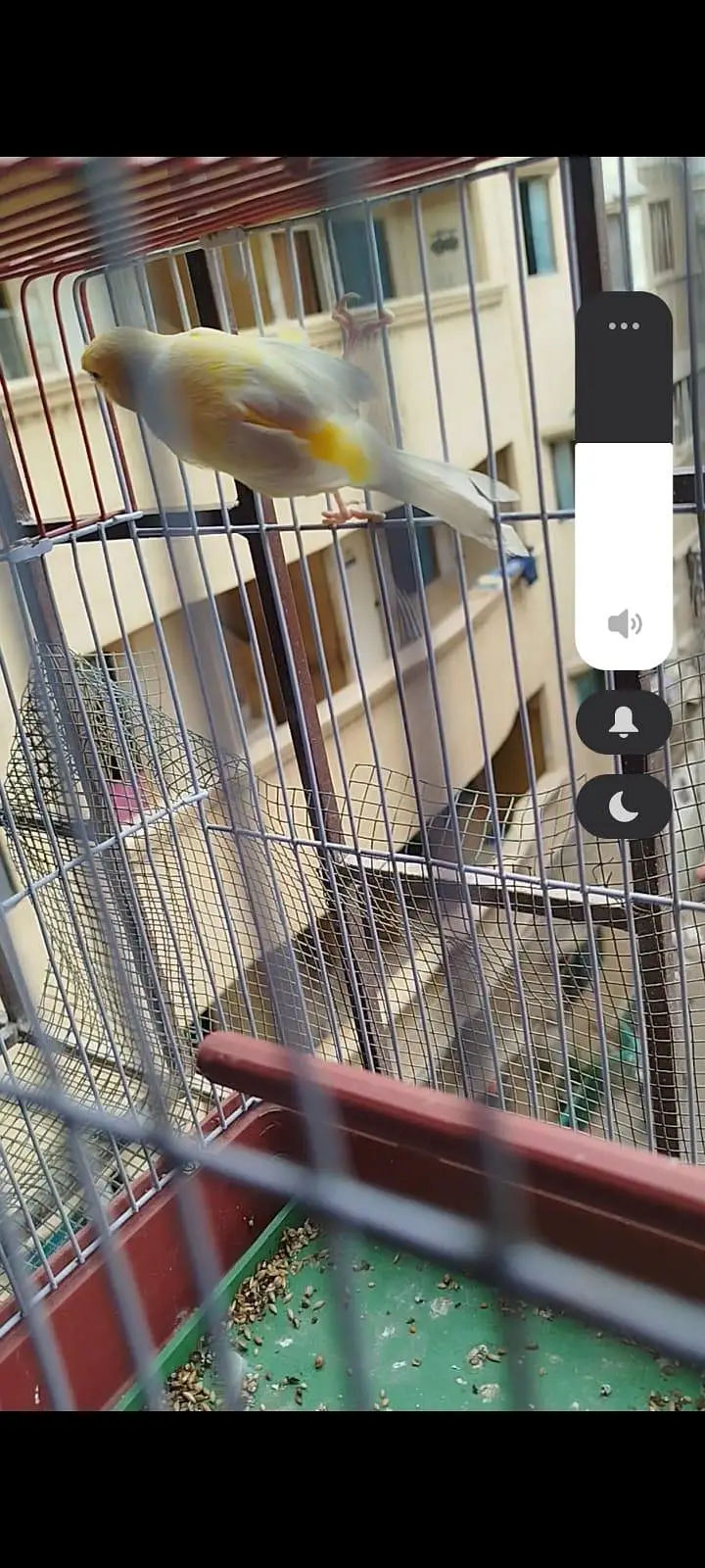 yellow canary male — photo 5