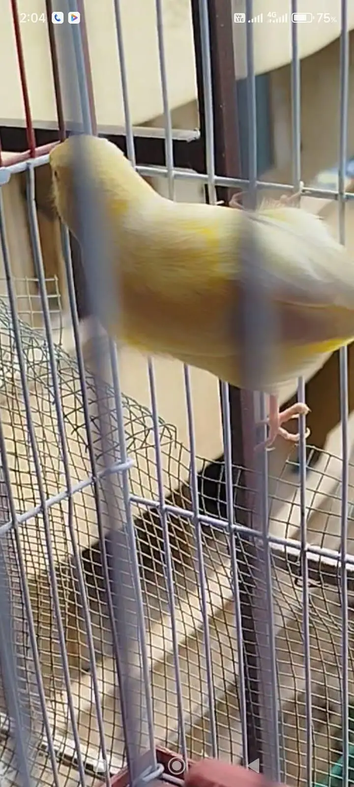 yellow canary male — photo 7