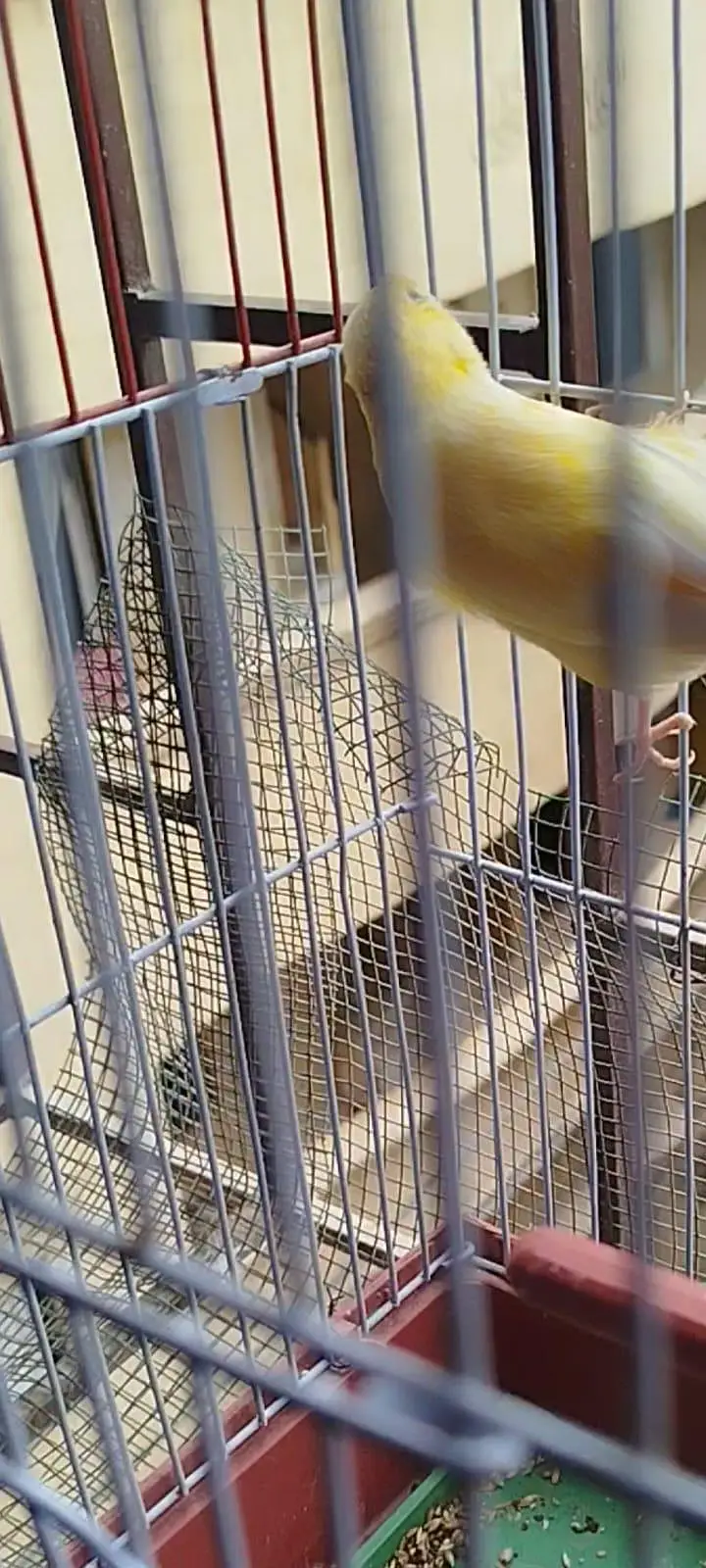 yellow canary male — photo 8