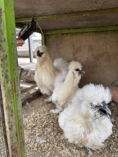 White silkie imported bloodline/ sebright silver / golden breeder