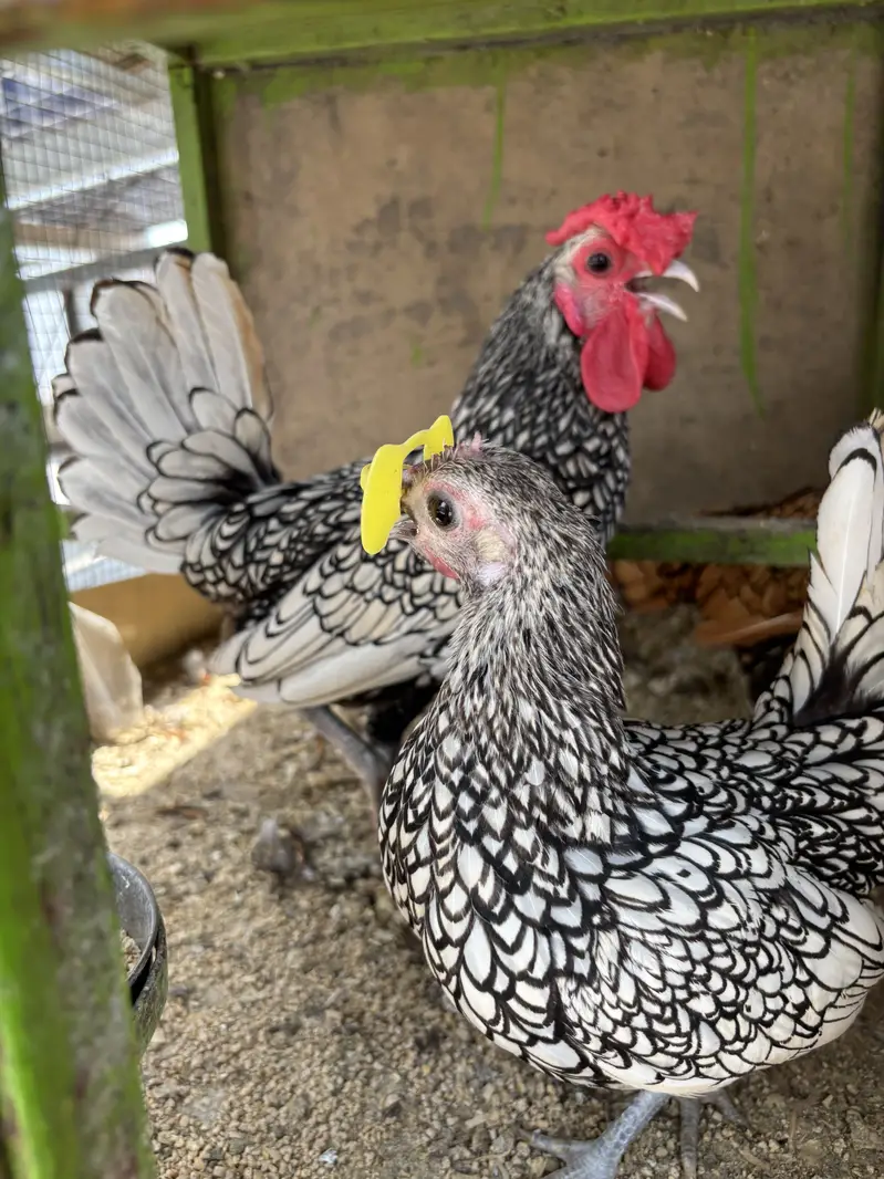 White silkie imported bloodline/ sebright silver / golden breeder — photo 2