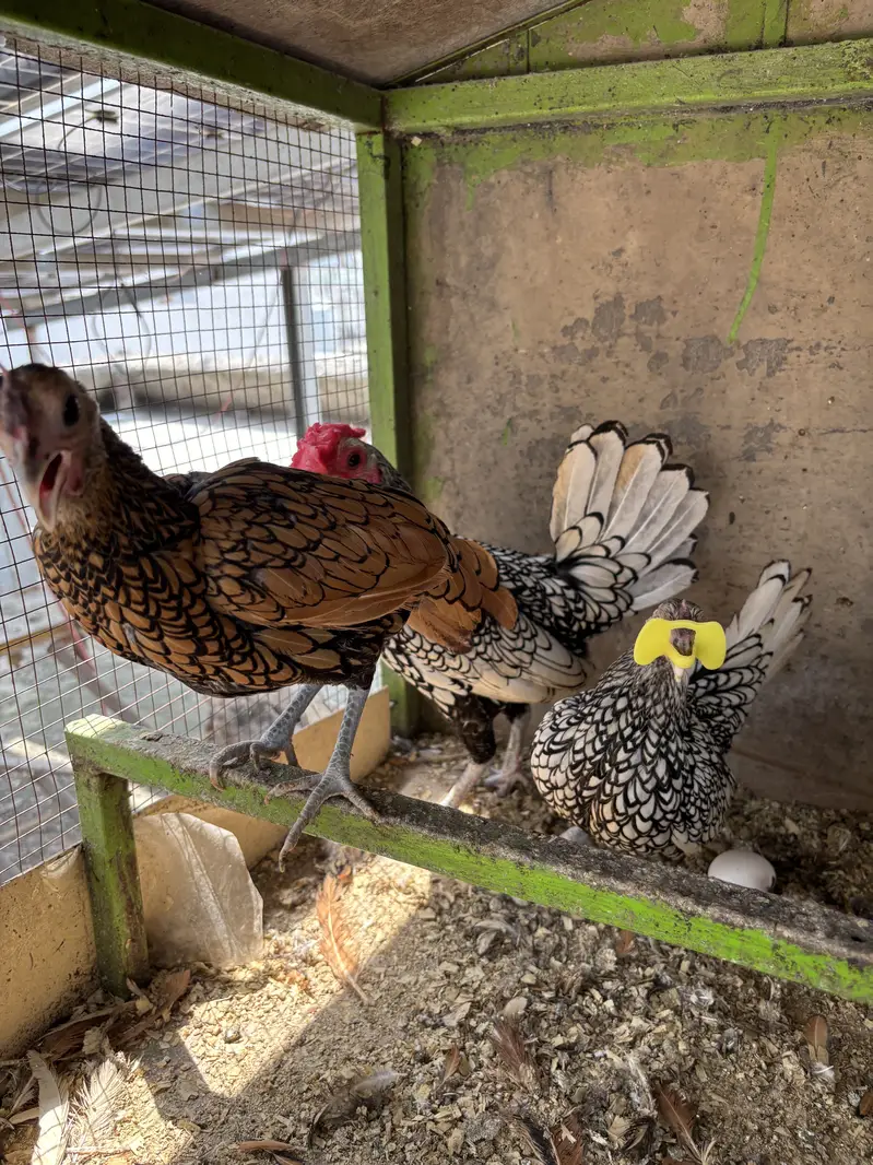 White silkie imported bloodline/ sebright silver / golden breeder — photo 3