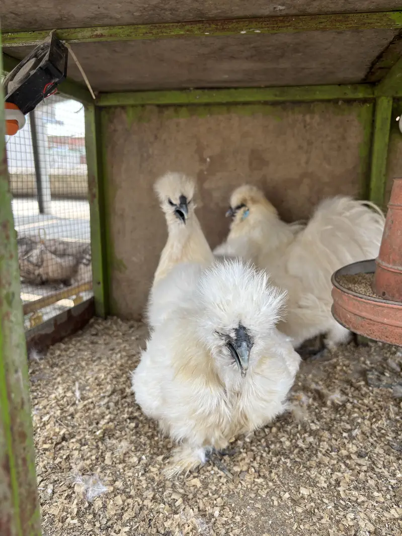 White silkie imported bloodline/ sebright silver / golden breeder — photo 4