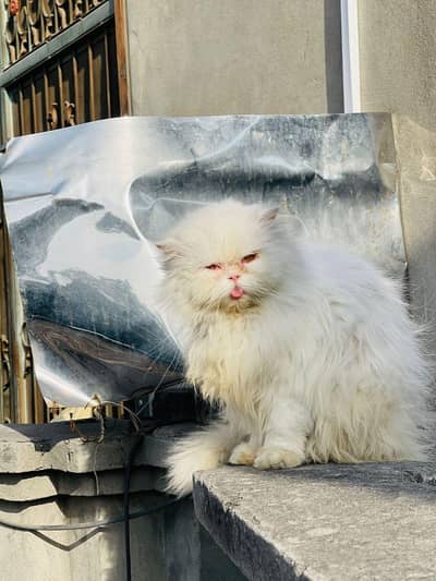 near to peki cat