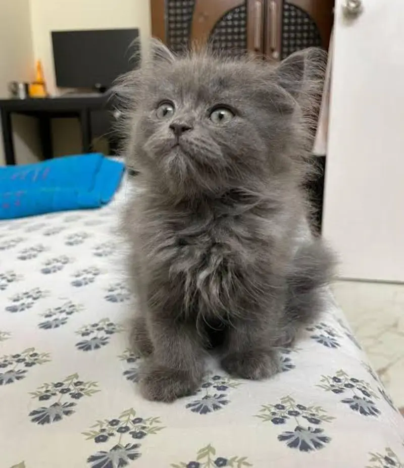 triple coated female Persian