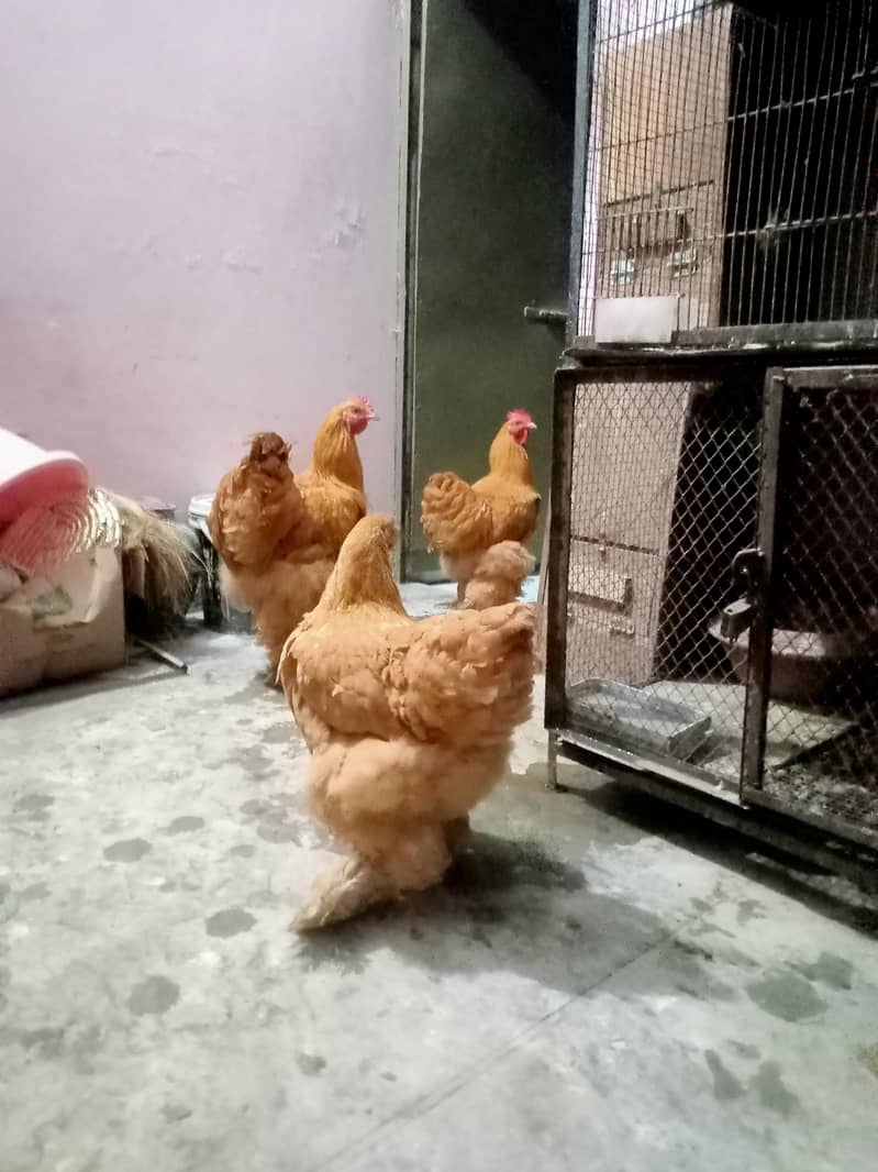 Golden buff 0
