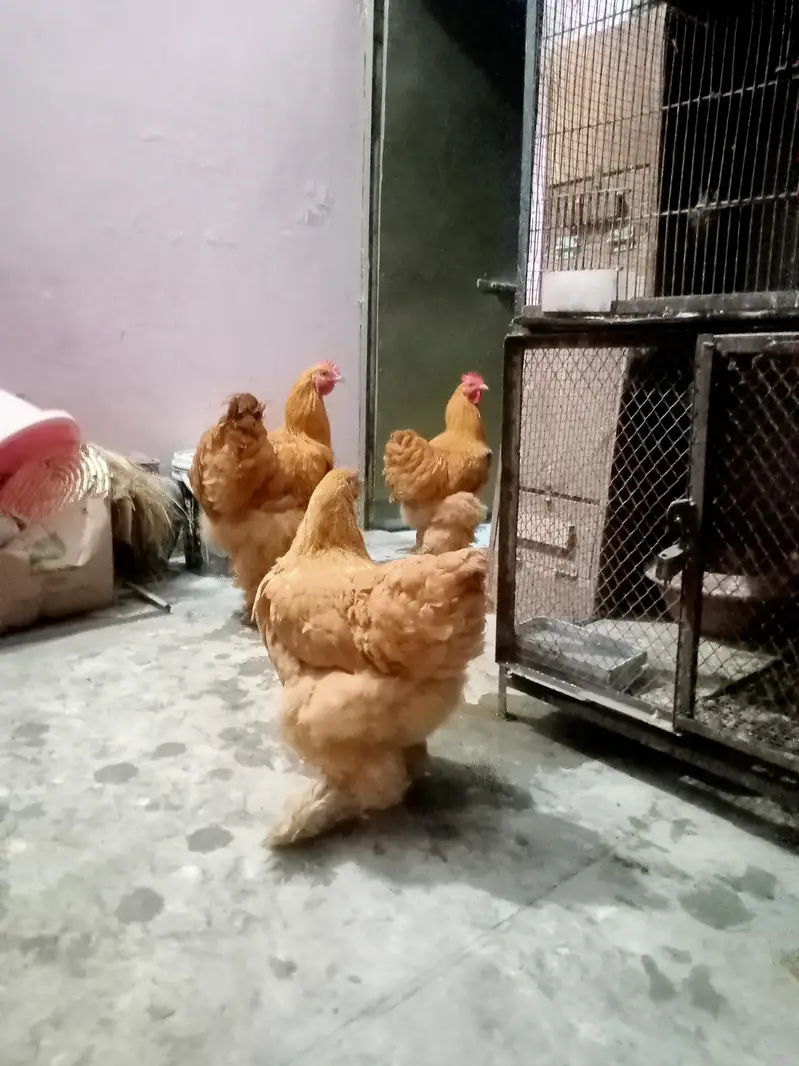 Golden buff