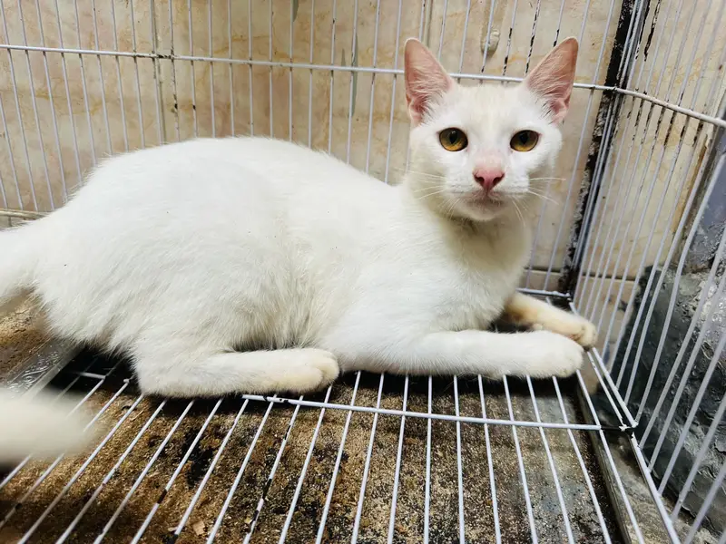 Persian cat for adoption — photo 2