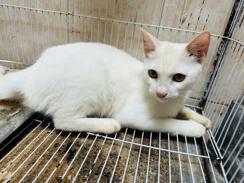 Persian cat for adoption — photo 3