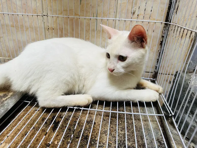 Persian cat for adoption — photo 4