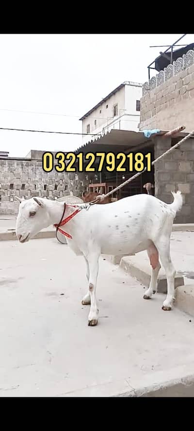 tady bakri ghulabi