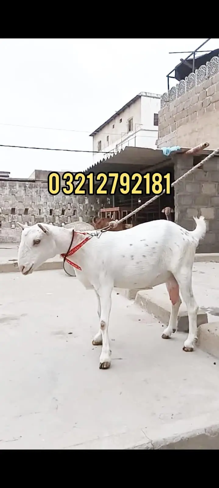tady bakri ghulabi