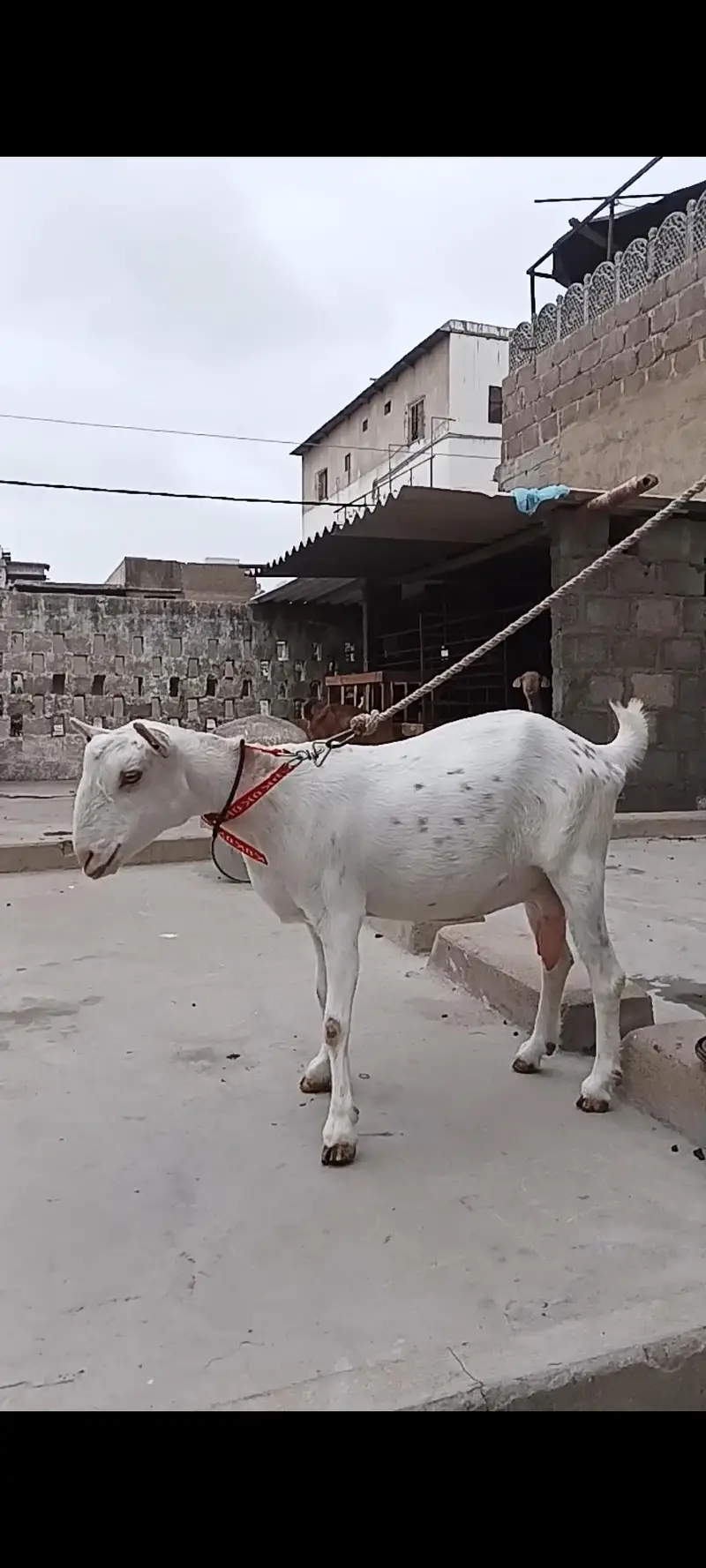 tady bakri ghulabi — photo 2